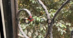 شقة للبيع في التجمع الخامس حي النرجس عمارات شقة للبيع في التجمع الخامس حي النرجس عمارات