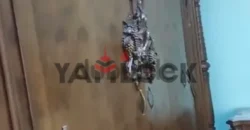 شقة للايجار في دمياط الجديده شقة للايجار في دمياط الجديده