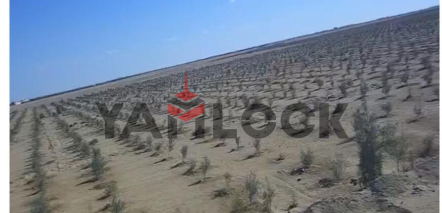 ١٠٠فدان للبيع بوادي النطرون بجوار دير مارجرجس إستصلاح زراعي