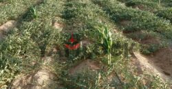 مزرعه للبيع فى العزيزية الفيوم