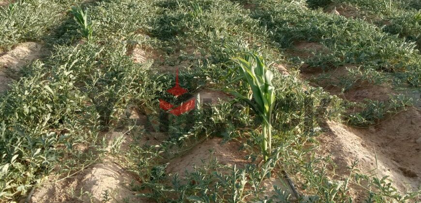 مزرعه للبيع فى العزيزية الفيوم