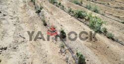 مزرعه للبيع فى العزيزية الفيوم