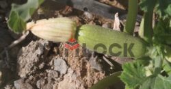 مزرعه للبيع فى العزيزية الفيوم