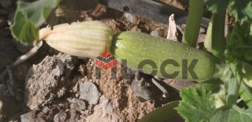 مزرعه للبيع فى العزيزية الفيوم