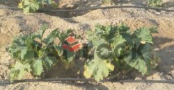 مزرعه للبيع فى العزيزية الفيوم