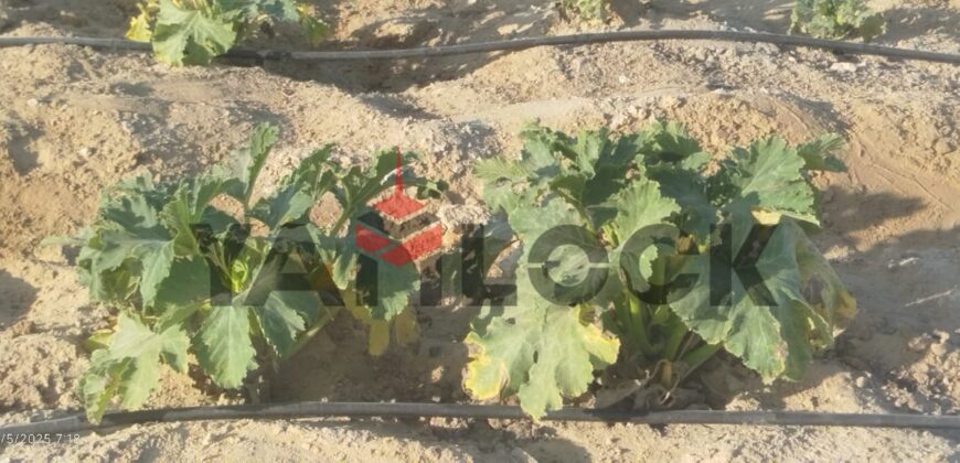 مزرعه للبيع فى العزيزية الفيوم