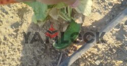 مزرعه للبيع فى العزيزية الفيوم