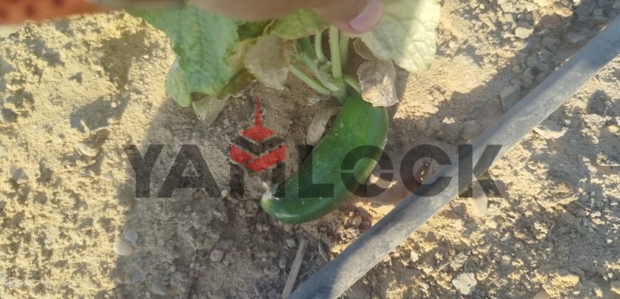 مزرعه للبيع فى العزيزية الفيوم