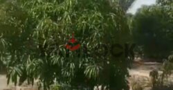 مزراعه للبيع فى جلبانه علي محطه 16 اراضي 15 فدان مزراعه للبيع فى جلبانه علي محطه 16 اراضي 15 فدان