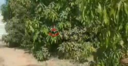 مزراعه للبيع فى جلبانه علي محطه 16 اراضي 15 فدان مزراعه للبيع فى جلبانه علي محطه 16 اراضي 15 فدان