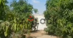 مزراعه للبيع فى جلبانه علي محطه 16 اراضي 15 فدان مزراعه للبيع فى جلبانه علي محطه 16 اراضي 15 فدان