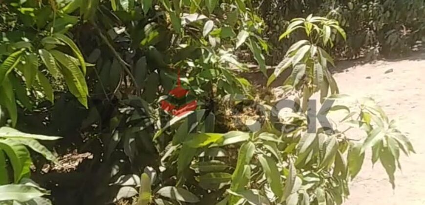 مزرعه للايجار 11فدان فى الصالحيه الجديده ترعه الكساره