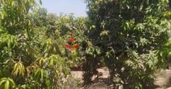 مزرعه للايجار 11فدان فى الصالحيه الجديده ترعه الكساره