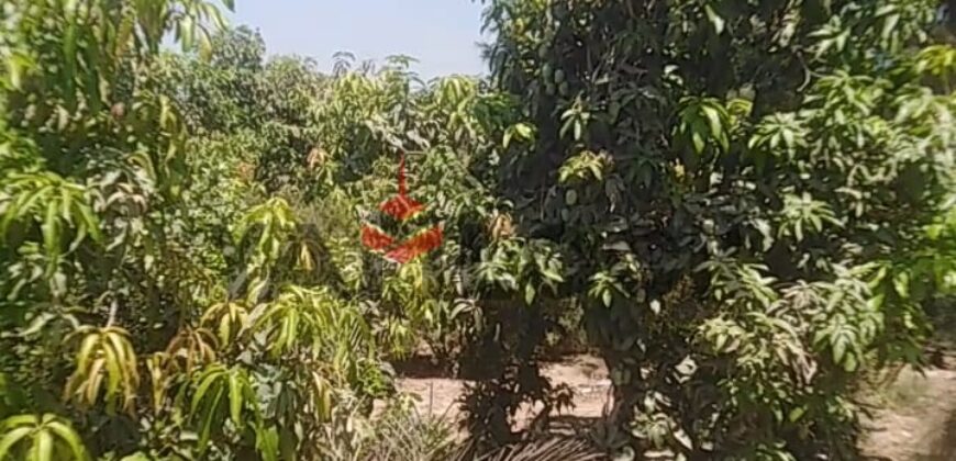 مزرعه للايجار 11فدان فى الصالحيه الجديده ترعه الكساره