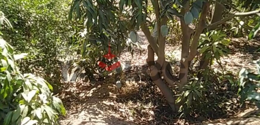 مزرعه للايجار 11فدان فى الصالحيه الجديده ترعه الكساره