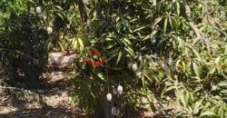 مزرعه للايجار 11فدان فى الصالحيه الجديده ترعه الكساره