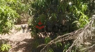 مزرعه للايجار 11فدان فى الصالحيه الجديده ترعه الكساره مزرعه للايجار 11فدان فى الصالحيه الجديده ترعه الكساره