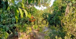 مزرعه للايجار 11فدان فى الصالحيه الجديده ترعه الكساره