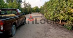 مزرعه للايجار 11فدان فى الصالحيه الجديده ترعه الكساره