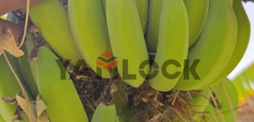 ڤيلا للإيجار الشهري فى الريف الاوروبي ڤيلا للإيجار الشهري فى الريف الاوروبي