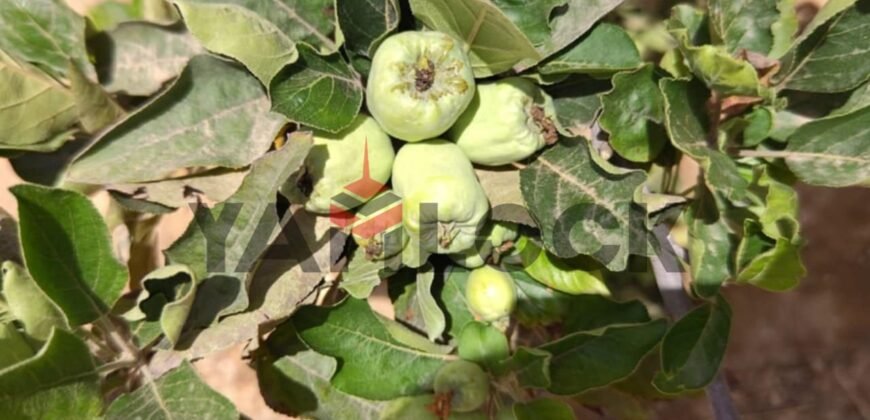 ڤيلا للإيجار الشهري فى الريف الاوروبي ڤيلا للإيجار الشهري فى الريف الاوروبي