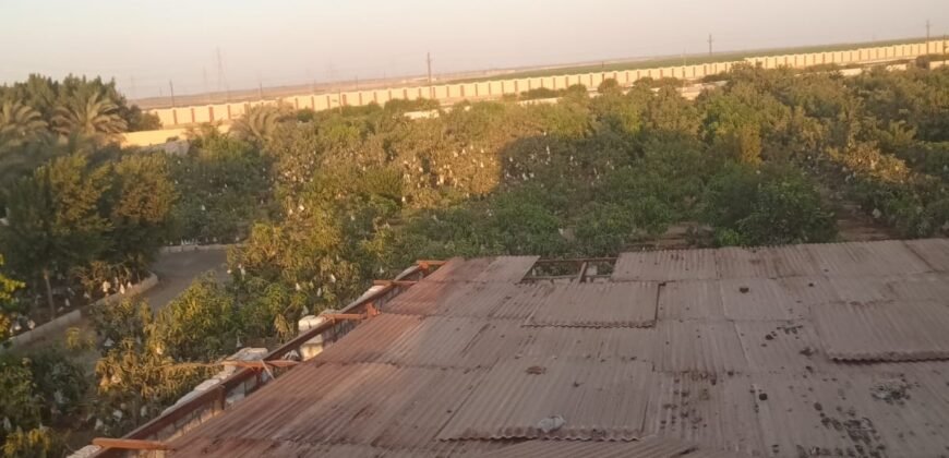 مزرعه للبيع فى وادى الملاك اسماعيله مزرعه للبيع فى وادى الملاك اسماعيله