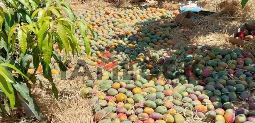 مزرعه للبيع فى وادى الملاك اسماعيله مزرعه للبيع فى وادى الملاك اسماعيله