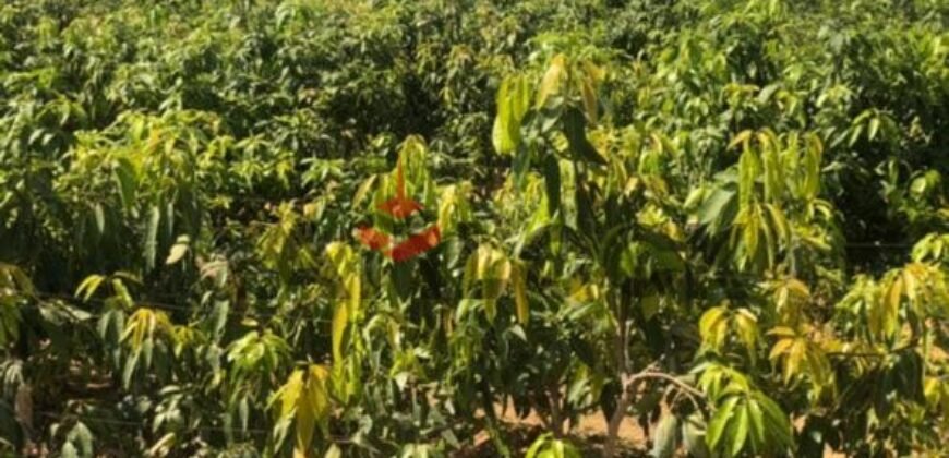 مزرعه للبيع فى وادى الملوك بالاسماعيليه مزرعه للبيع فى وادى الملوك بالاسماعيليه