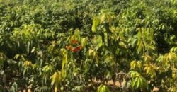 مزرعه للبيع فى وادى الملاك اسماعيله مزرعه للبيع فى وادى الملاك اسماعيله