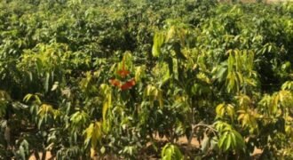 مزرعه للبيع فى وادى الملاك اسماعيله مزرعه للبيع فى وادى الملاك اسماعيله