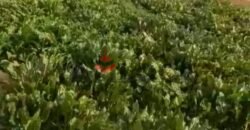 مزرعه للبيع فى برج العرب المهندسين مزرعه للبيع فى برج العرب المهندسين