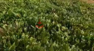 مزرعه للبيع فى برج العرب المهندسين مزرعه للبيع فى برج العرب المهندسين