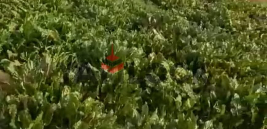 مزرعه للبيع فى برج العرب المهندسين مزرعه للبيع فى برج العرب المهندسين