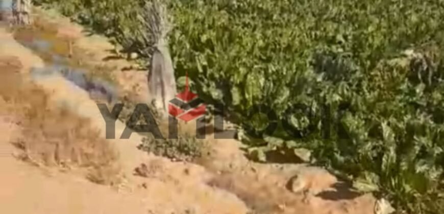 مزرعه للبيع فى برج العرب المهندسين مزرعه للبيع فى برج العرب المهندسين