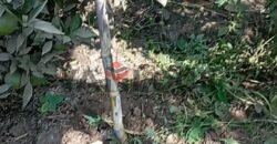 ارض زراعة للبيع في محافظة القليوبية مركز بنها قرية ساحل دجوى عزبة الصواف ارض زراعة للبيع في محافظة القليوبية مركز بنها قرية ساحل دجوى عزبة الصواف