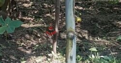 ارض زراعة للبيع في محافظة القليوبية مركز بنها قرية ساحل دجوى عزبة الصواف ارض زراعة للبيع في محافظة القليوبية مركز بنها قرية ساحل دجوى عزبة الصواف