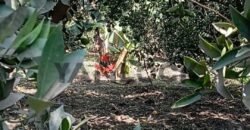 ارض زراعة للبيع في محافظة القليوبية مركز بنها قرية ساحل دجوى عزبة الصواف ارض زراعة للبيع في محافظة القليوبية مركز بنها قرية ساحل دجوى عزبة الصواف