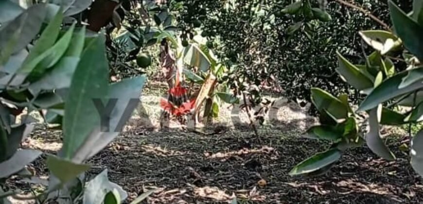 ارض زراعة للبيع في محافظة القليوبية مركز بنها قرية ساحل دجوى عزبة الصواف ارض زراعة للبيع في محافظة القليوبية مركز بنها قرية ساحل دجوى عزبة الصواف