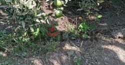 ارض زراعة للبيع في محافظة القليوبية مركز بنها قرية ساحل دجوى عزبة الصواف ارض زراعة للبيع في محافظة القليوبية مركز بنها قرية ساحل دجوى عزبة الصواف