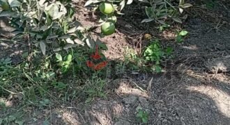 ارض زراعة للبيع في محافظة القليوبية مركز بنها قرية ساحل دجوى عزبة الصواف