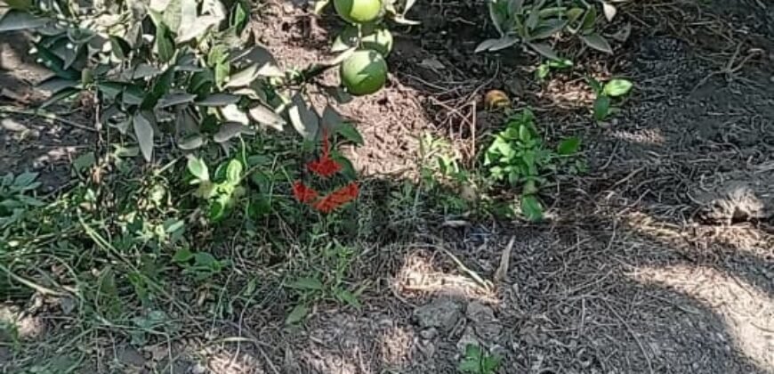 ارض زراعة للبيع في محافظة القليوبية مركز بنها قرية ساحل دجوى عزبة الصواف ارض زراعة للبيع في محافظة القليوبية مركز بنها قرية ساحل دجوى عزبة الصواف