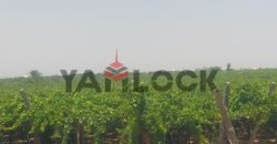 للبيع أرض زراعية على طريق داخلى فى العبور الجديده للبيع أرض زراعية على طريق داخلى فى العبور الجديده