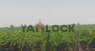 للبيع أرض زراعية على طريق داخلى فى العبور الجديده للبيع أرض زراعية على طريق داخلى فى العبور الجديده