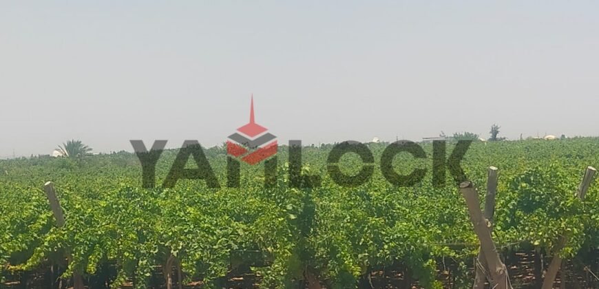 للبيع أرض زراعية على طريق داخلى فى العبور الجديده للبيع أرض زراعية على طريق داخلى فى العبور الجديده