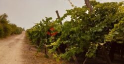 للبيع أرض زراعية على طريق داخلى فى العبور الجديده للبيع أرض زراعية على طريق داخلى فى العبور الجديده