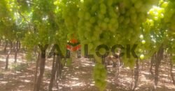 للبيع أرض زراعية على طريق داخلى فى العبور الجديده للبيع أرض زراعية على طريق داخلى فى العبور الجديده