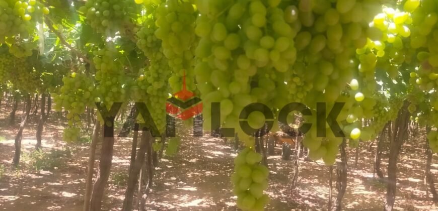 للبيع أرض زراعية على طريق داخلى فى العبور الجديده للبيع أرض زراعية على طريق داخلى فى العبور الجديده