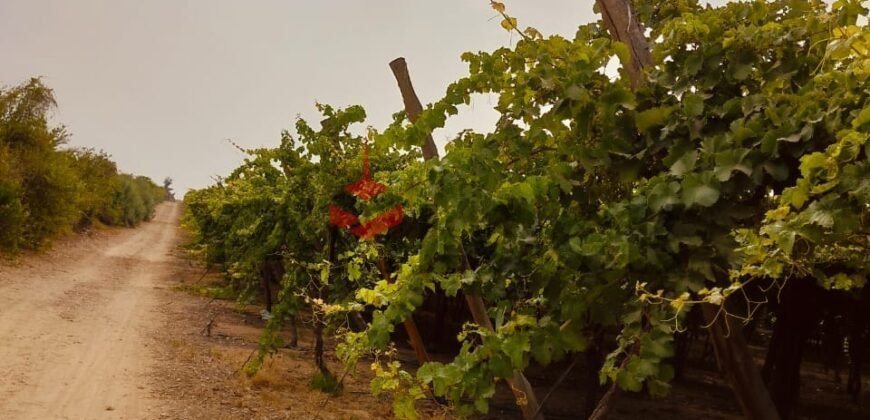 للبيع أرض زراعية على طريق داخلى فى العبور الجديده للبيع أرض زراعية على طريق داخلى فى العبور الجديده