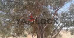 مزرعة ٤ فدان زيتون مثمر السويس