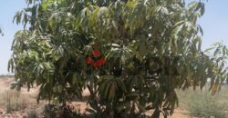 مزرعة ٤ فدان زيتون مثمر السويس